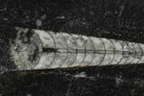 Polished Fossil Orthoceras (Cephalopod) - Morocco #138265-1